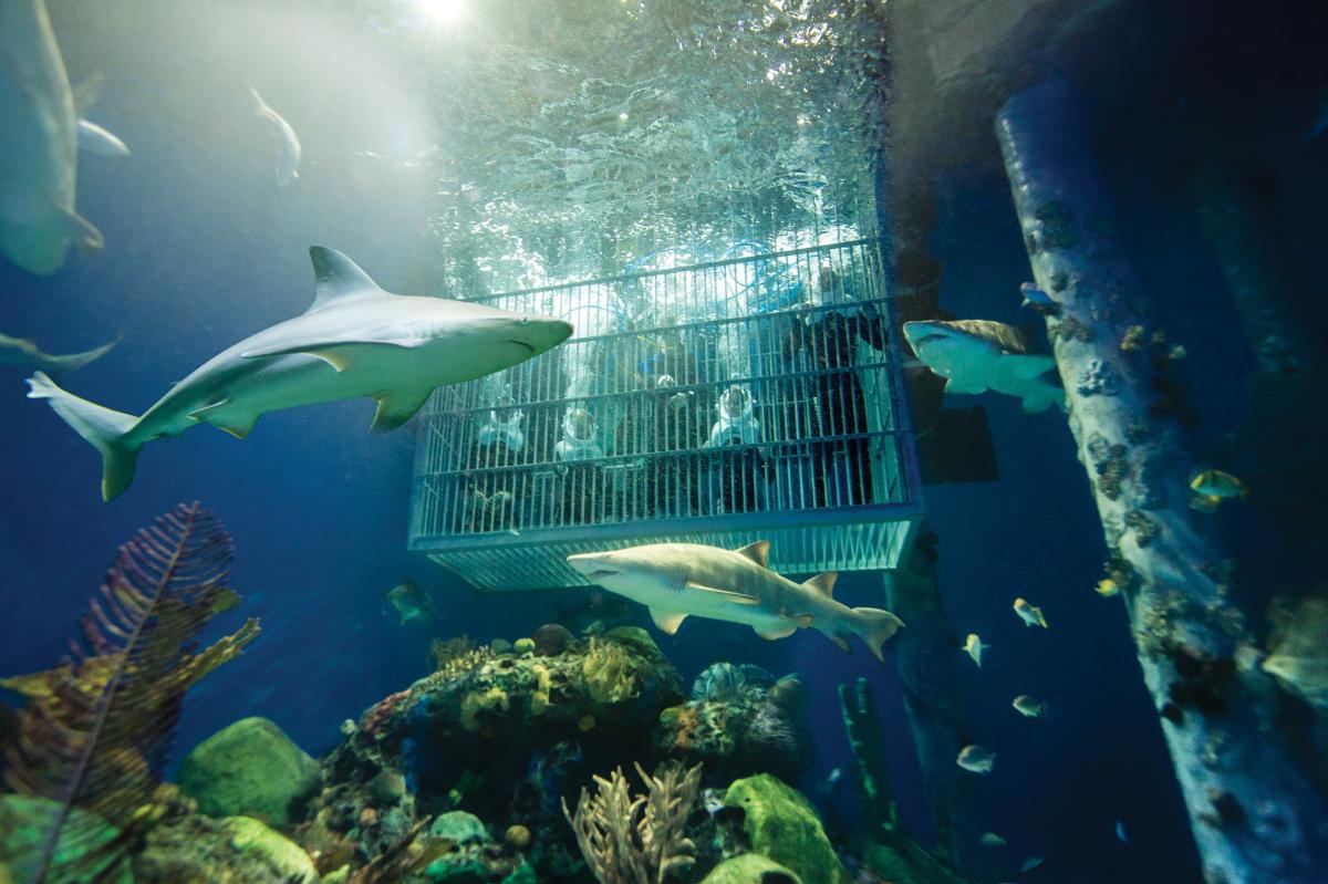 Dive into an underwater adventure with sharks at Wonders of Wildlife.