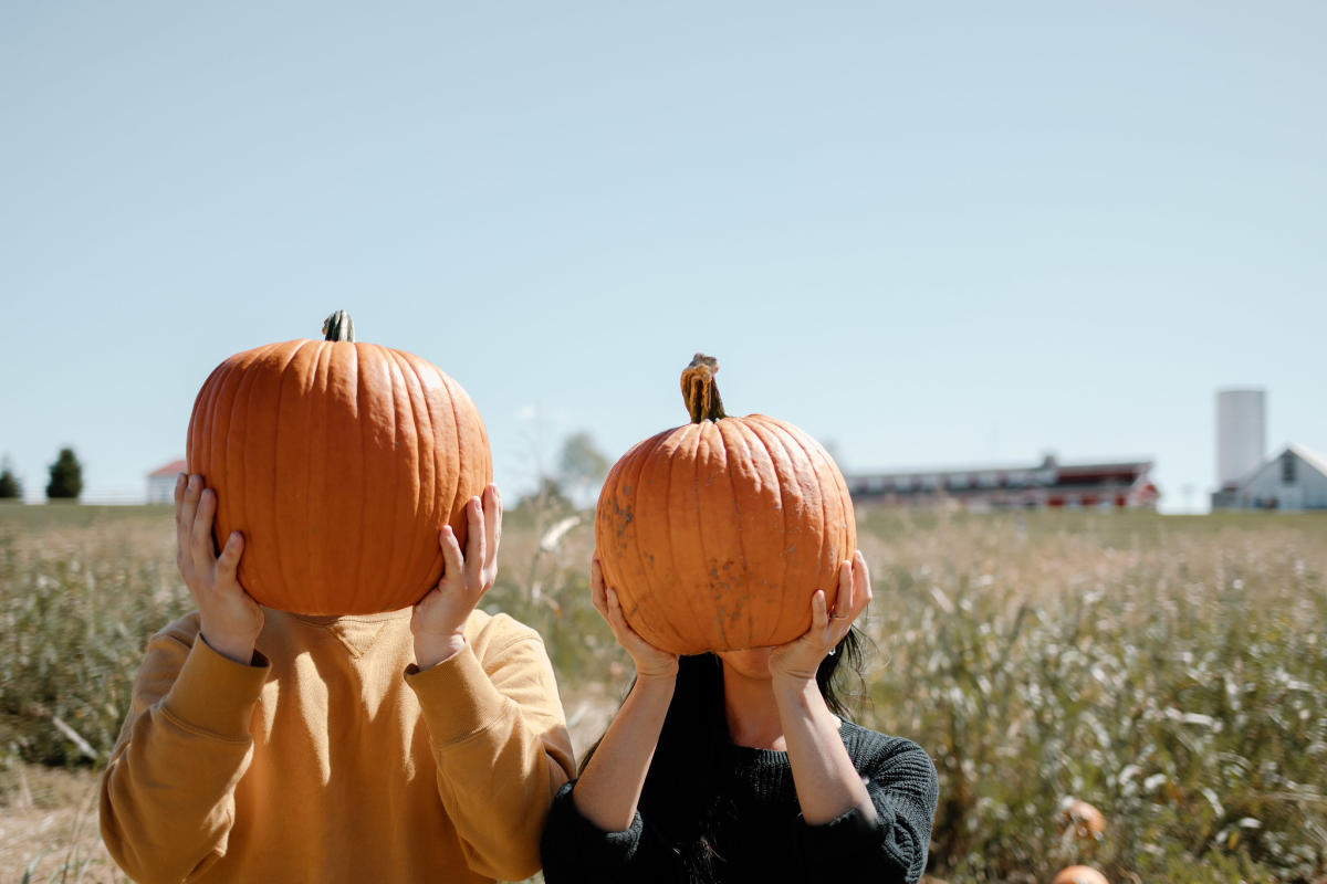 Discover the joy of pumpkin picking at Springfield's finest patches - a perfect family outing.