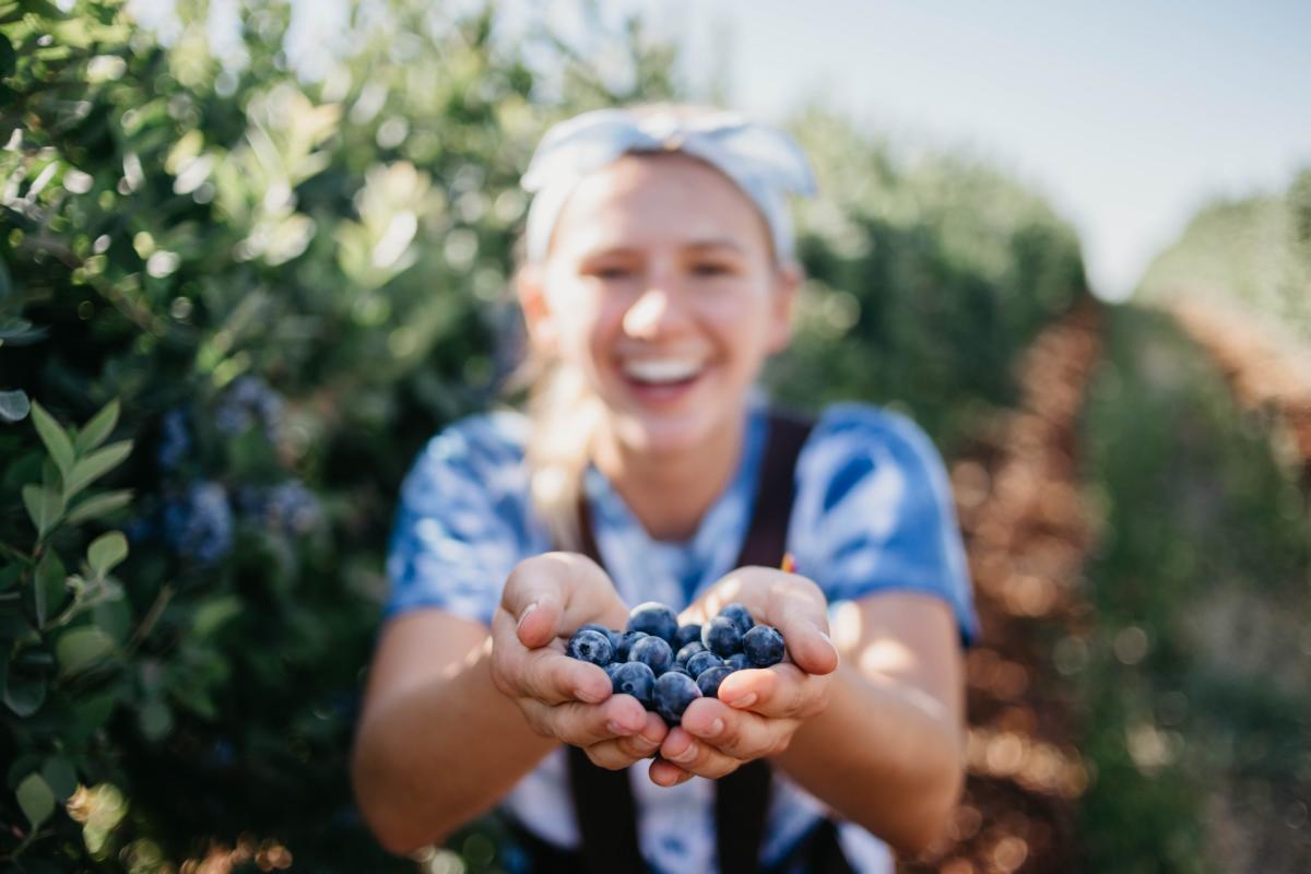 Map and overview of the top blueberry picking locations in the Ozarks, your guide to a delightful berry-filled adventure.