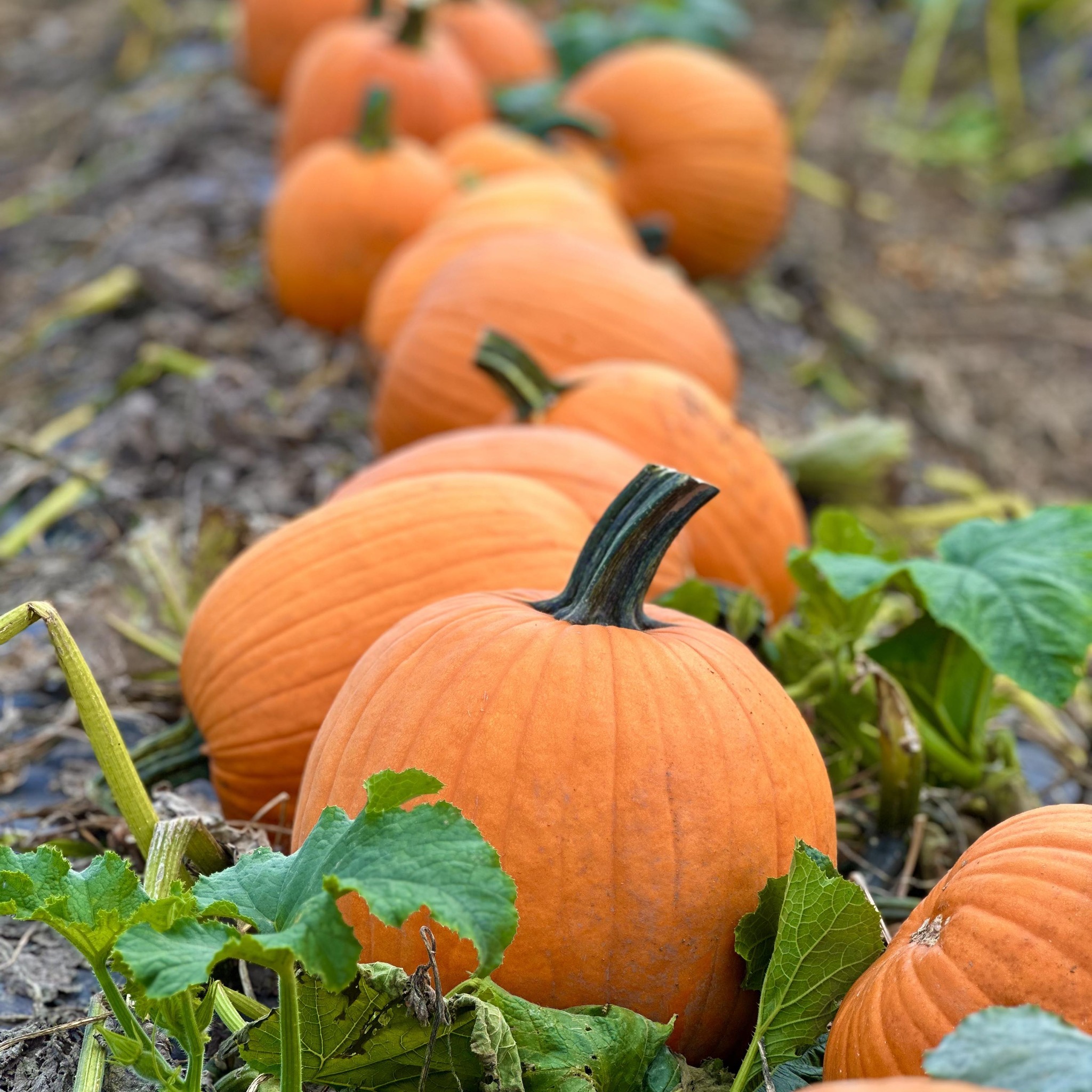 Gardener's Orchard and Bakery in Missouri